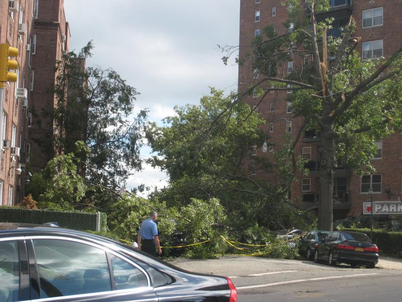 Several toppled trees block a sidestreet off Queens Boulevard in Forest Hills, Queens, after a powerful storm on September 16.